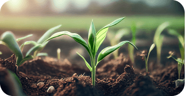 Young seedlings growing in soil